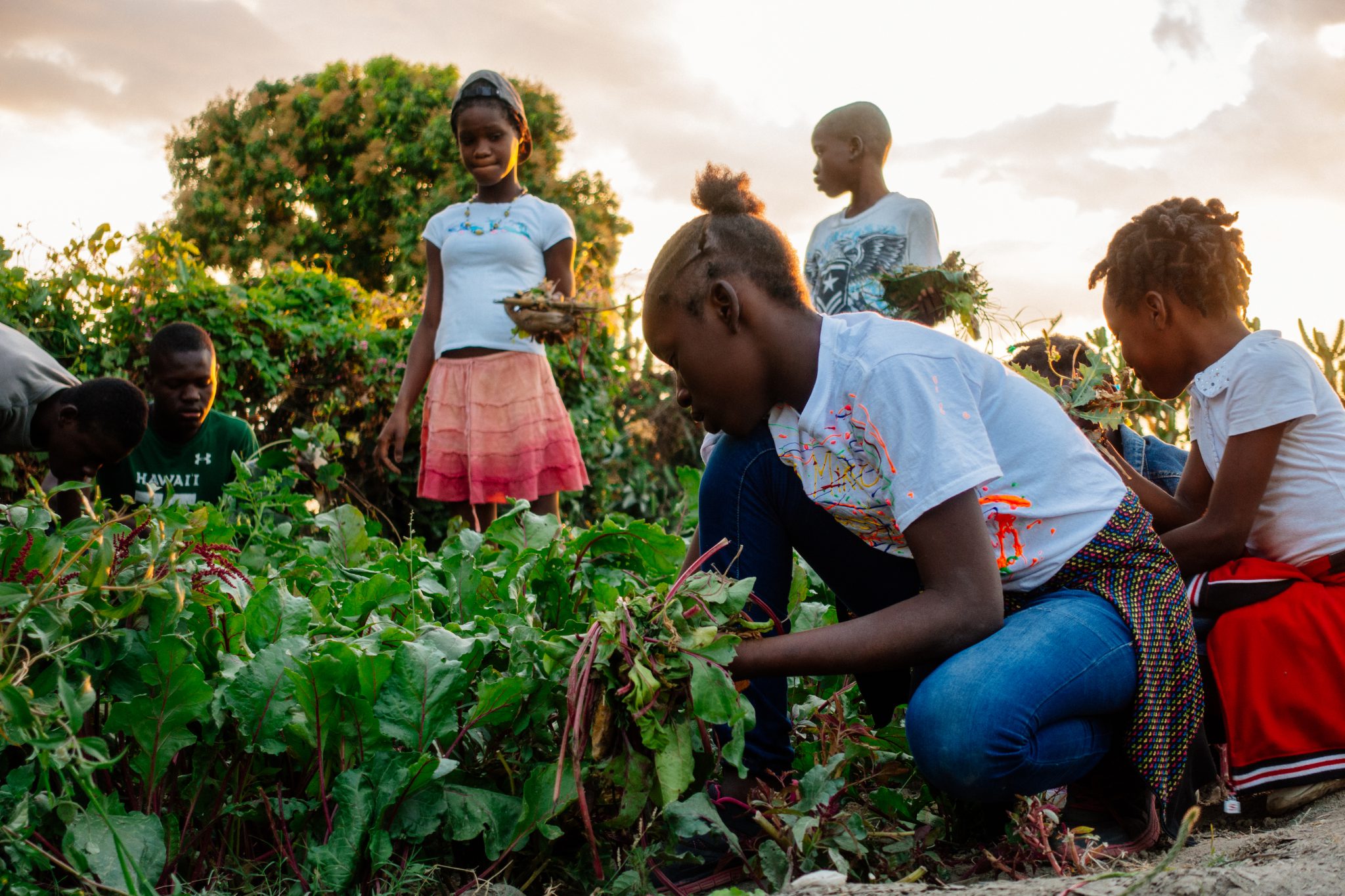 Kids pulling beets in a home garden